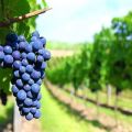 Descripción de las variedades de uva de vinificación, que es mejor para uso doméstico.