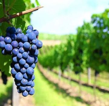 Descrierea soiurilor de struguri de vin, care este cel mai potrivit pentru uz casnic