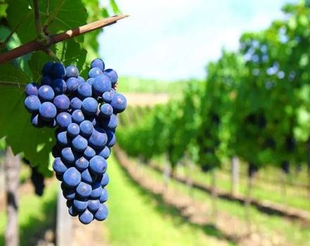 Kuvaus viinirypälelajikkeista, mikä on parasta kotikäyttöön