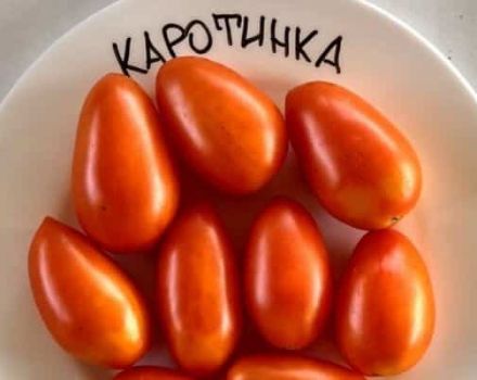 Beskrivelse af tomatsorten Karotinka, dens dyrkning og pleje