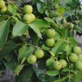 Description and characteristics of the Ideal walnut variety, cultivation and care