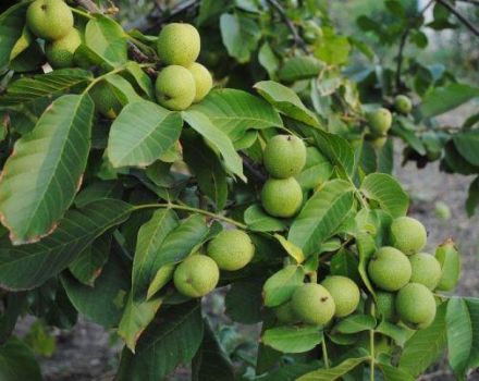 Description and characteristics of the Ideal walnut variety, cultivation and care