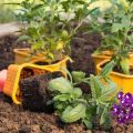 Odabir sorti verbene, uzgoj, sadnja i njega na otvorenom terenu