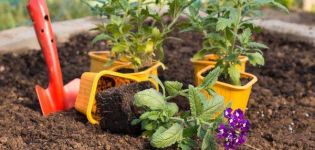 Wybór odmian werbeny, uprawa, sadzenie i pielęgnacja w terenie otwartym