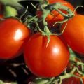 What varieties of tomatoes are best suited for the Moscow region