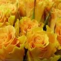 Sfinksin ruusujen kuvaus ja ominaisuudet, istutus- ja hoitosäännöt