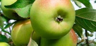 Opis, charakteristika a história rozmnožovania jablone Bratchud, výsadba a starostlivosť