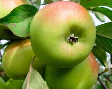 Descripció, característiques i història de la cria de la poma de Bratchud, plantació i cura
