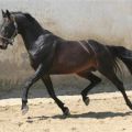 Krievu zirgu šķirnes apraksts un apkopes noteikumi
