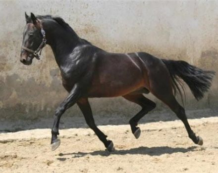 Paglalarawan ng Russian riding kabayo breed at mga panuntunan sa pagpapanatili