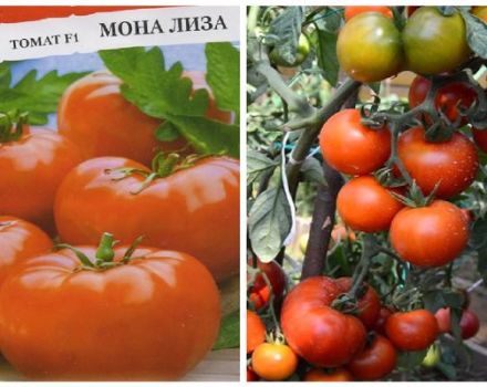 Descripción de la variedad de tomate Mona Lisa y sus características