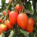 Pomidorų veislės „Grietinėlė“ charakteristikos ir aprašymas, derlius