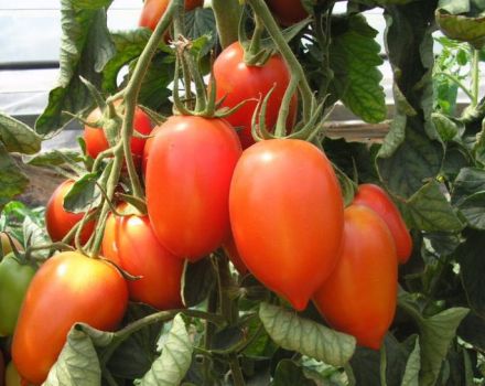Tomaattilajikkeen kerman ominaisuudet ja kuvaus, sen sato