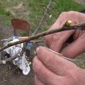 How to properly plant cherries in the summer with young green eyelids, methods, timing and care