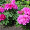 Beschrijving van de beste variëteiten van gerimpelde rozen, reproductie, aanplant en verzorging