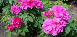 Descripción de las mejores variedades de rosas arrugadas, reproducción, plantación y cuidado.