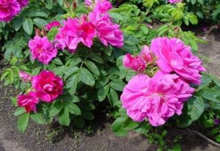 Descripció de les millors varietats de roses arrugades, reproducció, plantació i cura