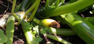 Why zucchini rot in the garden: what to do, the better to process