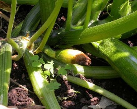 Why zucchini rot in the garden: what to do, the better to process