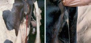 Causes of bleeding in cows and what to do, prevention