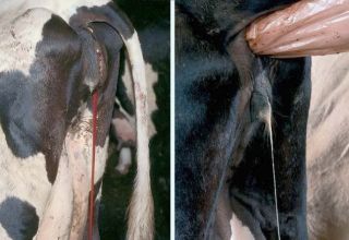 A tehenek vérzésének okai és mit kell tenni, megelőzés