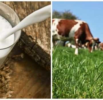 Mitä tehdä, jos lehmä on menettänyt maidon, ja mikä on syy ehkäisyyn