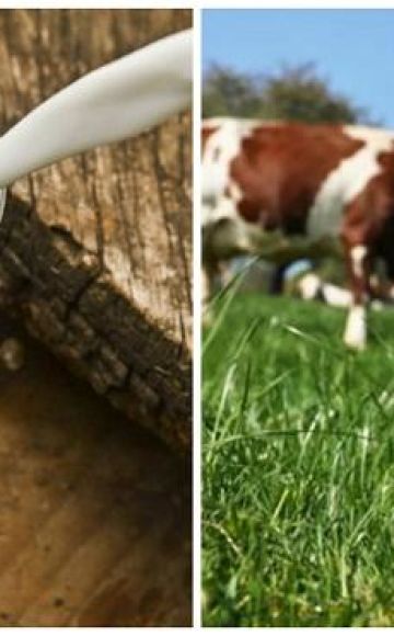 Que faire si une vache a perdu du lait et quelle en est la raison, prévention