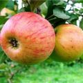 Beschreibung der Sorte der Apfelbäume Medunitsa und ihrer Wurzelstöcke, Merkmale des Pflanzens, Anbaus und der Pflege