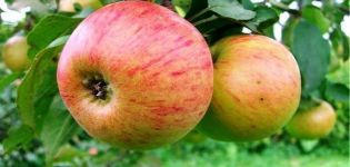 Description of the variety of apple trees Medunitsa and its rootstocks, especially planting, cultivation and care