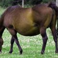 Koľko mesiacov prechádza tehotný kôň a ako sa rodí?