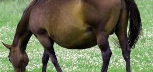 Wie viele Monate läuft ein schwangeres Pferd und wie läuft die Geburt?