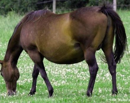 Hvor mange måneder går en gravid hest, og hvordan går fødslen?