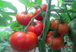 Eigenschaften und Beschreibung der Tomatensorte Aljoscha Popowitsch, deren Ertrag