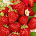 Popis a zbytkové jahody odrůdy Ostara, výsadba a péče
