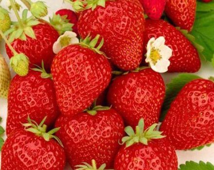 Description and remontant strawberries of the Ostara variety, planting and care