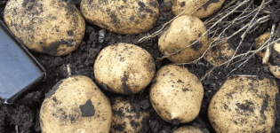 Descripción de la variedad de patata Adretta, su cultivo y cuidado.