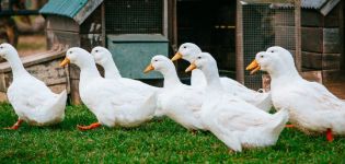 How much does a duck weigh on average, a table of indicators by day and influencing factors
