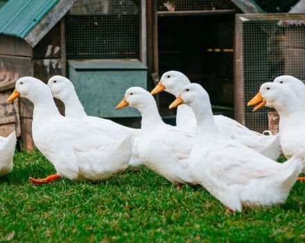 How much does a duck weigh on average, a table of indicators by day and influencing factors