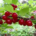 Caratteristiche della varietà di ciliegie Natalie feltro, descrizione della resa e resistenza alle malattie