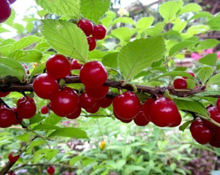 Characteristics of the Natalie felt cherry variety, description of yield and disease resistance