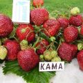 Description et caractéristiques des fraises Kama, culture et entretien