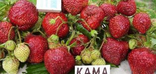 Beschrijving en kenmerken van Kama-aardbeien, teelt en verzorging