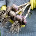 Quando è necessario rimuovere l'aglio nel 2020 dal giardino per la conservazione secondo il calendario lunare?