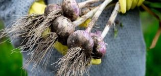 Quando è necessario rimuovere l'aglio nel 2020 dal giardino per la conservazione secondo il calendario lunare?