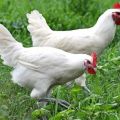 Opis kurczaków Loman White White i zasady trzymania