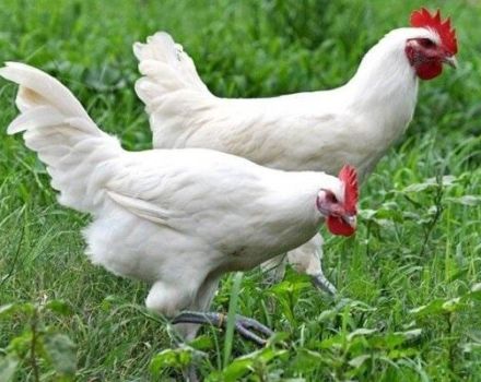 คำอธิบายของไก่ขาว Loman White และการรักษากฎ