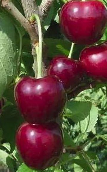 A Regina cseresznyefajták jellemzői és leírása, termesztése és gondozása
