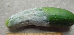 Hoe en met wat is het nodig om komkommers van Phytophthora te verwerken?