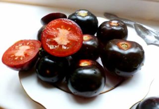 Pomidorų Indigo Rose veislės charakteristikos ir aprašymas