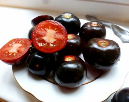 Kenmerken en beschrijving van de variëteit van tomaat Indigo Rose